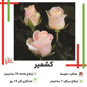 رز-رنگی