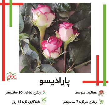 گل-ررز-دو-رنگ