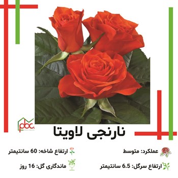 رز-رنگی