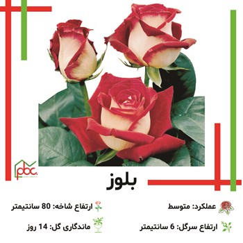 گل-ررز-دو-رنگ