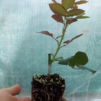 اطلاعات-بیشتر