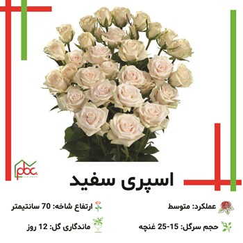 گل-رز-اسپری