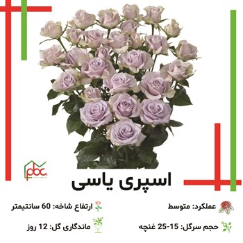 گل-رز-اسپری