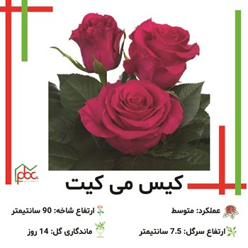 رز-رنگی