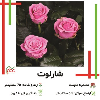 رز-رنگی