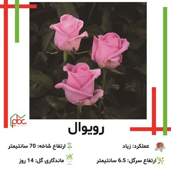 رز-رنگی