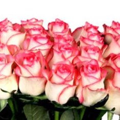 گل-ررز-دو-رنگ