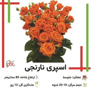 گل-رز-اسپری