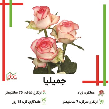 گل-ررز-دو-رنگ