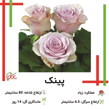 رز-رنگی