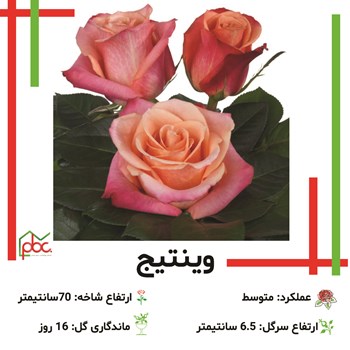 رز-رنگی