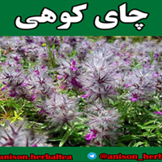 دمنوش-چای-کوهی