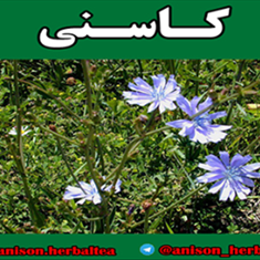 دمنوش-کاسنی