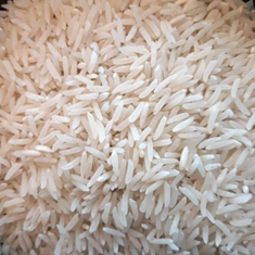 برنج-شمال