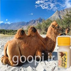 قیمت-و-خرید-روغن-کوهان-شتر-ارگانیک-خواص-روغن-کوهان-شتر-مجله-گوپی