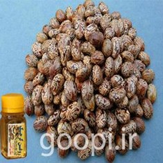 قیمت-و-خرید-روغن-کرچک-ارگانیک-خواص-روغن-کرچک-مجله-گوپی