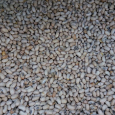 سویا-آجیلی-لیمویی-و-ساده