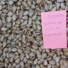 پسته-احمد-آقایی-دست-چین-بدون-دهن-بسته