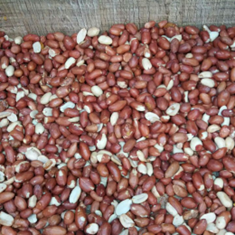 بادام-زمینی-ریز