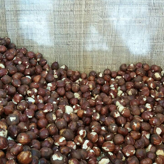 مغز-فندق-ترکیه-دست-چین-سایز-درشت