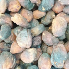 زردآلو-هسته-دار