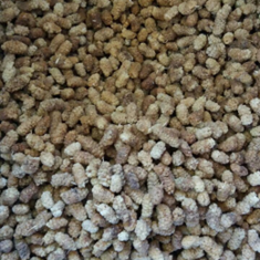 توت-خشک-هوراند