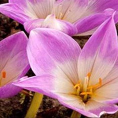 سورنجان-کیلو