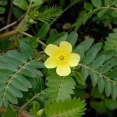 خارخاسک-کیلو