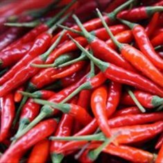 فلفل-قرمزکیلو