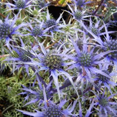 گیاه-بوقناقکیلو