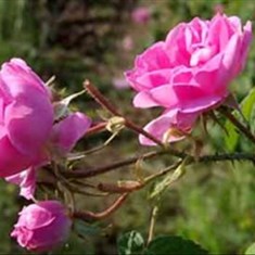 گل-محمدی-دارویی-کیلو