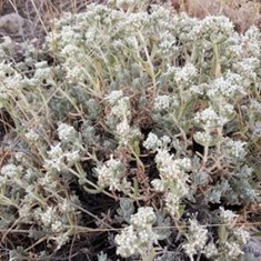 کلپوره-کیلو