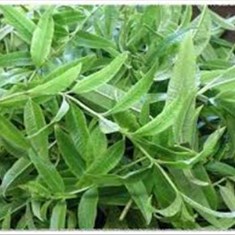 برگ-به-لیمو