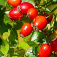 میوه-نسترنکیلو