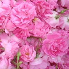 گل-محمدی-داروییکیلو