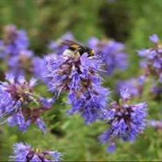 گل-زوفاکیلو