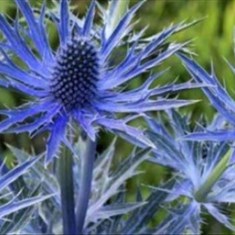 گیاه-بوقناق-کیلو