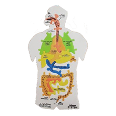 بازی-پازل-اعضای-بدن-فومی