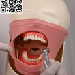 هد-فانتوم-آموزش-دندانپزشکی-جهت-استفاده-روی-میز-لابراتواری-Fantom-Lab