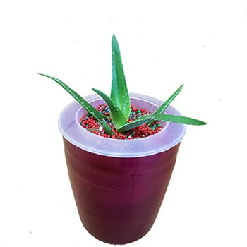 گلدان-خود-آبیار-فتیله-ایی