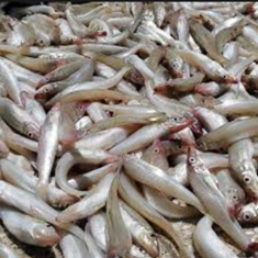 ماهی-حواسیم