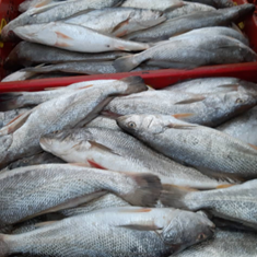 ماهی-شوریده