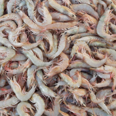 میگو-دریایی