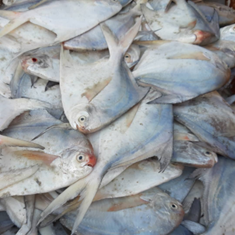 ماهی-حلوا-سفید