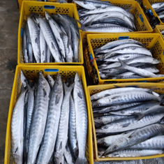 ماهی-دوولمی-از-خانواده-چنگو