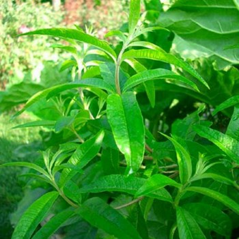 چای-سبز-و-به-لیمو-کیسه-ای-نیوشا