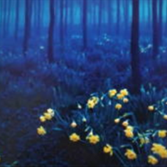 پرده-تصویری-ND884