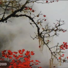 پرده-تصویری-ND-2089