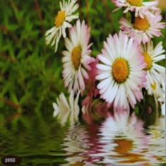 پرده-تصویری-ND-2052