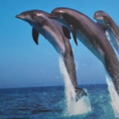 پرده-تصویری-ND-2151